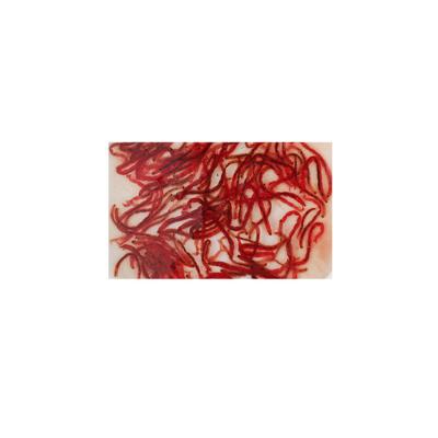 China Viable high protein frozen bloodworm for tropical fish or small aquarium fish for sale