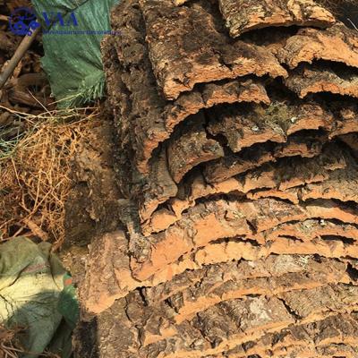 China Natural Champagne Driftwood Oak Driftwood Trunk Viable Natural Bulk Cork Virgin Bark Driftwood For Reptiles for sale