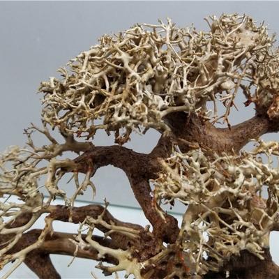 China Customized Viable Aquatic Driftwood Bonsai Spider Driftwood Driftwood Bonsai Aquarium Ornaments Natural Bonsai Planters Aquarium for sale