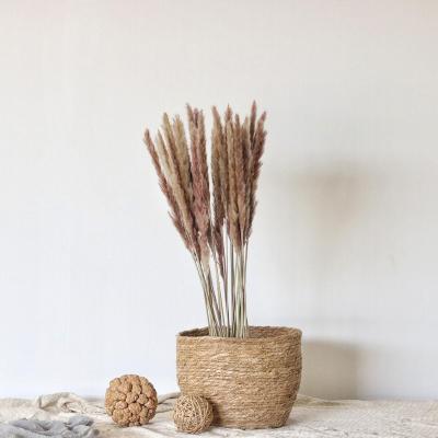 China Hot Selling Home Wedding Small Pampas Grass Decoration Amazon Gray Pampas Decoration Natural for sale