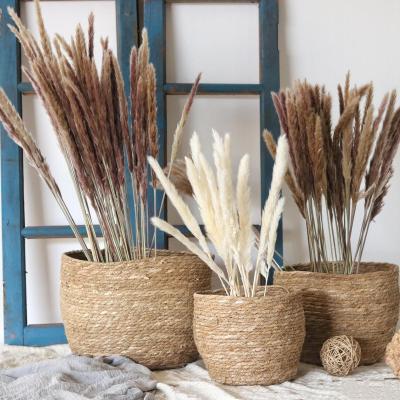 China Slulaoo Mini Pampas Grass Reed Dried Natural Touch Pampas Grass Small Warm Pampas Grass Decor for sale