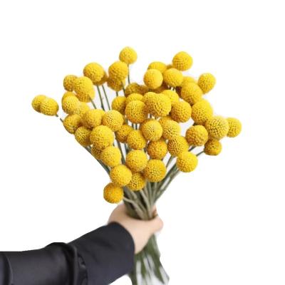 China Wholesale Natural Contact Flower Yellow Dry Craspedia Globosa Billy Balls For Wedding Decorations for sale