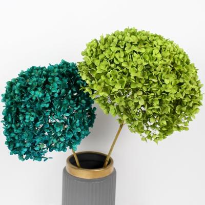 China Natural Hot Sale Hydrangea Hydrangea DIY Touch Colored Hydrangea Keeping Material For Wedding Decoration for sale