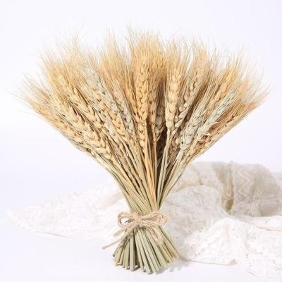 China Real Natural Wholesale High Quality Dried Wheat Color Wheat Bouquets Wedding Home Decor for sale