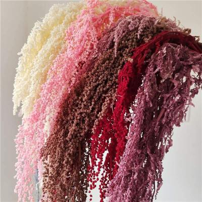 China Natural Touch Plant Wholesale Preserved Colorful Dry Amaranth Amaranth Flower Wedding Decoration for sale