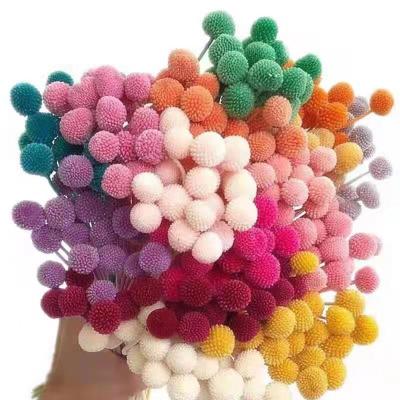 China Real touch nature hand-chosen wholesale dry ball billy ball bouquet high quality golden craspedia wedding decoration for sale