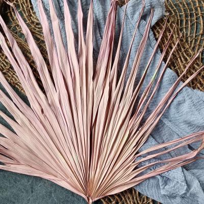 China Contact wholesale natural nsa more preserved popular dried flowers palm leaves home decoration for sale