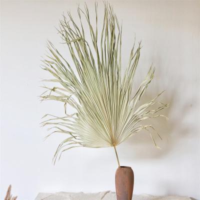 China Yunnan natural factory contact primary color decoration wholesale natural dry palm leaf palm leaf wedding large for sale