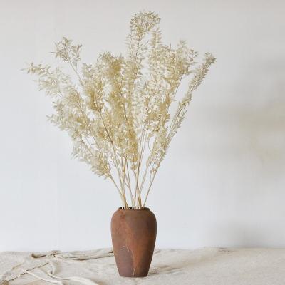 China The latest natural touch 2021 hottest holiday decoration dried flowers white ruscus leaves conservation natural ruscus for sale