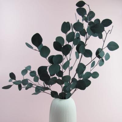 China Durable Plant Dried Eucalyptus Wholesale Leaves Silver Dollar Eucalyptus Preserved Eucalyptus Garland Decoration for sale