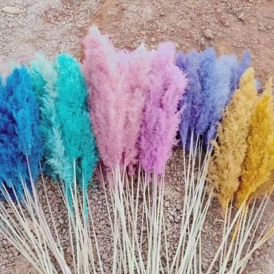 China Wholesale 120cm Natural Dry Colorful Pampas Grass Pampas Grass Wedding Decoration Touch and Wall Decor for sale