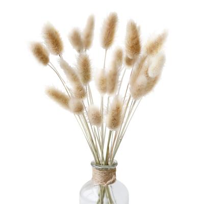 China Wholesale Natural Natural Touch Color Dried Rabbit Tail Grass For Vase Flower Arrangement And Wedding Decoration for sale