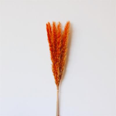 China Natural Touch Slulaoo Customized 2022 Valentine's Day Gift Yunnan Plant Cute Hot Selling Long Stem Dried Flowers Small Pampas Grass for sale