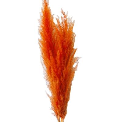 China Natural Touch Slulaoo Hot Selling Dry Natural Pampas Grass For Decoration for sale