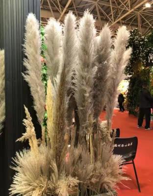 China Gift 150 cm long makers selling new flowers flower of life dried large reeds adorned wedding flowers pampas grass for sale