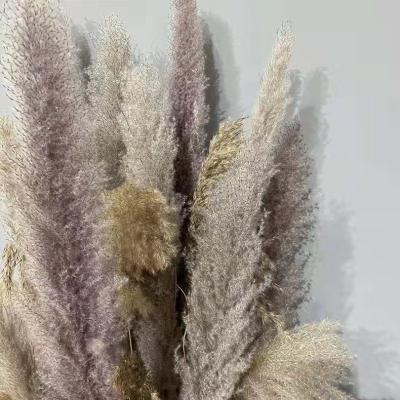 China Gift Amazon Success Decoration Dried Flowers Pampas Grass White Brown Brown Pampas Grass Great For Home Or Weddings Decoration for sale