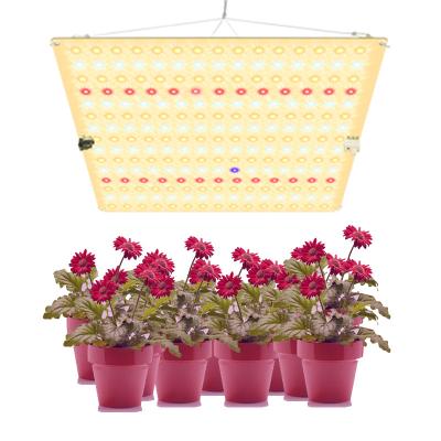 China Other Board 600W Led Grow Light Led Cob Grow Lights Double Switch Greenhouse Hydroponic Grow Light Led for sale