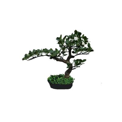 China Best Selling Artificial Ficus Tree Bonsai Home Decor Product Potted Tree Plants for sale