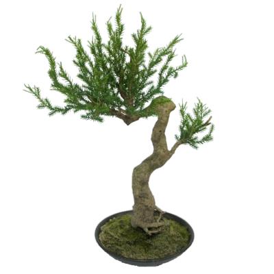 China Wholesale High Quality Artistic Bonsai Artificial Home Decor Hayata Juniperus Formosana Export Plant Plant Pine Bonsai for sale