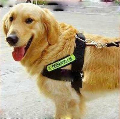 China Fashion nylon dog harness police dog 3 sizes with big discount 30pcs/lot for sale