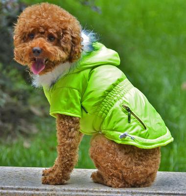 China Various design green dog clothes for sale