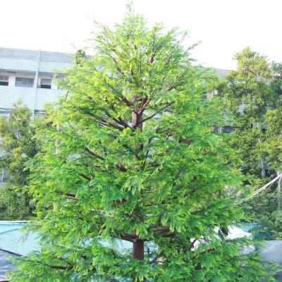 China Evergreen Cedar Cypress Tree Artificial Green Happiness Plant Minimalist Outdoor Garden Decorative Happiness for sale