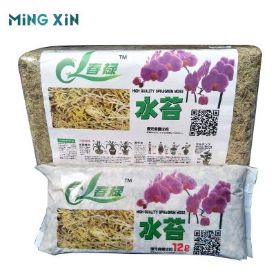 China Water Sustainable Moss Natural Dried Potted Flowers And Succulent Culture for sale