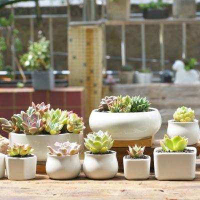 China Small Modern Indoor Garden Mini Succulent Succulent Cactus White Outdoor Ceramic Pots For Plants With Drainage Hole for sale