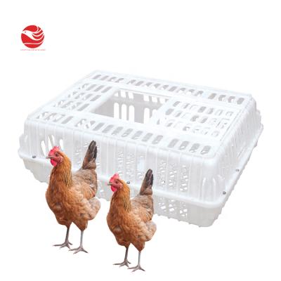 China Farms Chicken Crate Poultry Transport Cage Chicken Cage Cages For Layers for sale