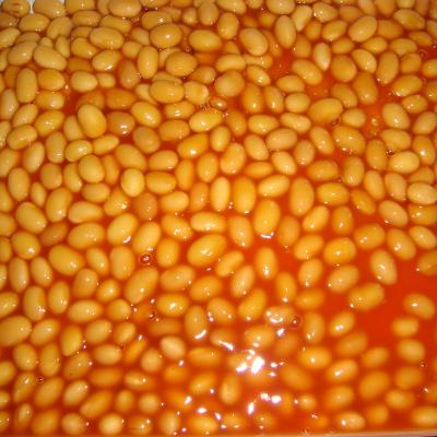 China Fresh canned white beans in tomato sauce delicious beans for sale