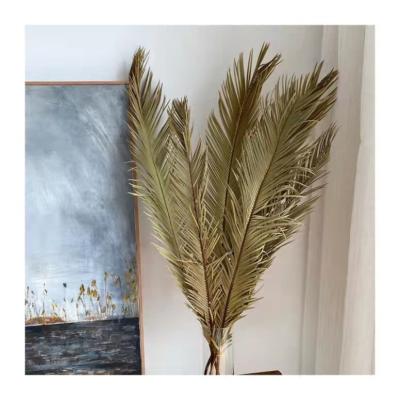 China BOHO Plant Sale Home Decor Dried Flowers Palm Dried Cycas Revoluta Cycas Leaves Palm Leaves For Wedding Decorations for sale