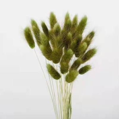 China Wholesale Decorative Dried Bunny Rabbit Tails Grass Bunny Tail Grass Dried Flowers For Decorative Wedding Or Gifts for sale