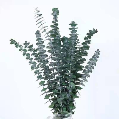 China Indoor Decoration Decorative Flowers Preserved Flowers Preserved Eucalyptus Leaves Spiral Eucalyptus For Christmas Wreath for sale