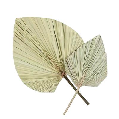 China BOHO Wholesale Hot Sale Artificial Palm Leaves Natural Treated Dry Color Dried Flower Palm Leaves For Wedding for sale