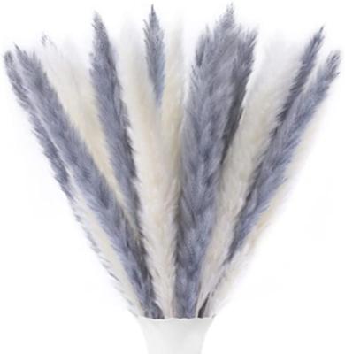 China Wedding Party Home Store Decoration Dried Flower Wholesale Amazon Decoration Small Dried Pampas Grass Hot Seller Dried Pampas Grass Wedding Decoration Home Decoration for sale