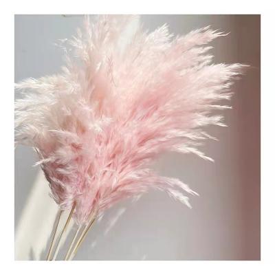 China Wed Pink White Pampas Grass Decor Flower Arrangements Decorative Flowers Small Thatched Pampas Reed Decoration Pampas Grass For Weeding for sale