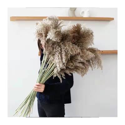 China Wedding Flower Arrangements Weeding Small Decoration Pampas Grass Decor Thatch Pampas Reed Pampas Grass For Weeding Home Decorate for sale