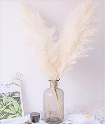 China 2022 designs the most popular pampas decoration flower other decorative flowers and plants wedding decoration pampas grass for sale