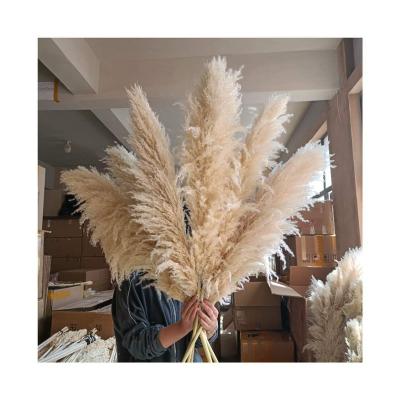 China Amazon Pampas Natural Hit Decorative Dry Flowers Dried Pampas Grass Cream 120cm Tall Pampas Grass For Home Or Weddings Decoration for sale