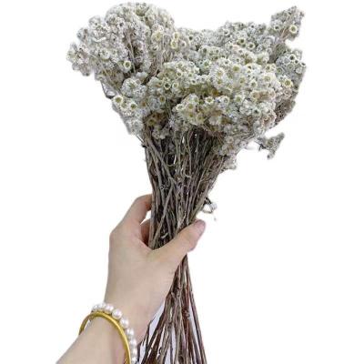 China 2022 wholesale Yunnan dry cheese daisy most popular small dry cheese Daisy For Decorative Wedding Party white flower flowers for sale