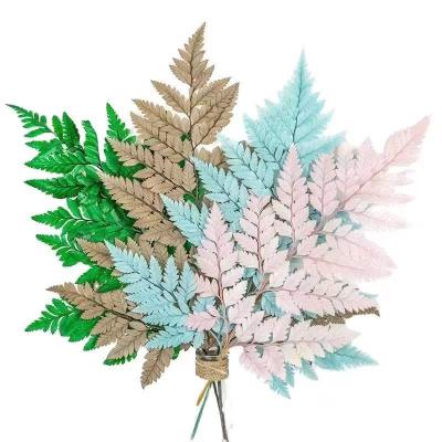 China Arachniodes Dry Plant Sale Wholesale Fern Leaf Arachniodes Dry Flowers for Home and Party Decorative for sale