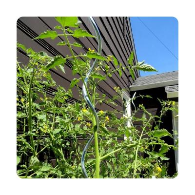 China Durable Vegetable Support And Hardy Tomato Growing Stake Spiral Plant Growing Support Wire for sale