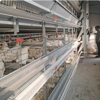 China Commercial Poultry Farm Factory Factory Chicken Cage Easily Clean Equipment Small Footprint Custom Made for sale