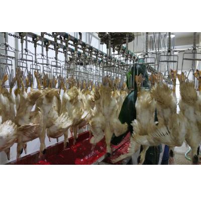 China Professional Broiler Poultry Abattoir Equipment Customized Quail Slaughter Machine for sale