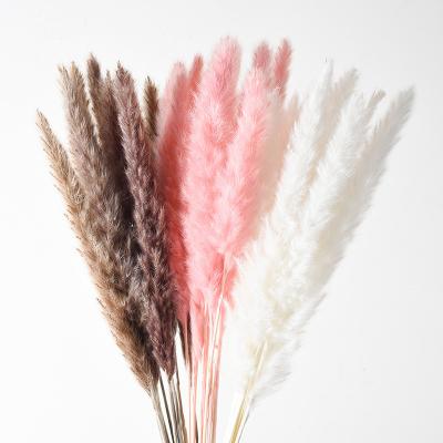 China Customized Hot Selling Durable Amazon Boho Pampas Grass Home Decor Tall Pampas Dried Flowers for sale