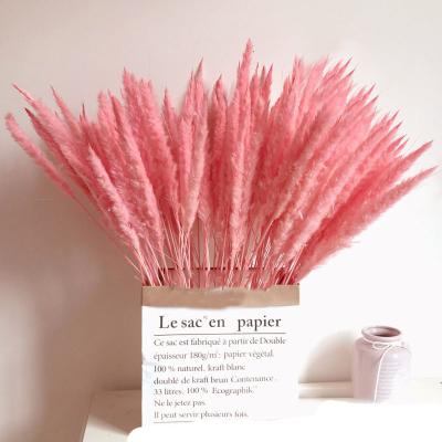 China Pampas Pampas Grass Natural Dry Phragmites Decoration Durable Small Cluster Dried Pampas Flowers for sale