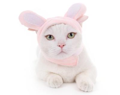 China Viable Wholesale Custom Multi Style Dog Cat Headgear for sale