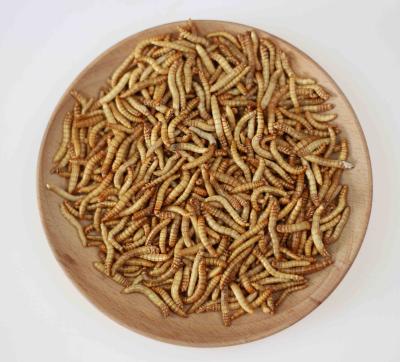 China Natural Small Animals DM Mealworm SD Mealworm For Chicken Bird And Other Small Pets for sale