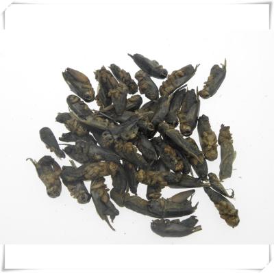 China Viable Freeze Dried Mealworm For Small Pet Food for sale