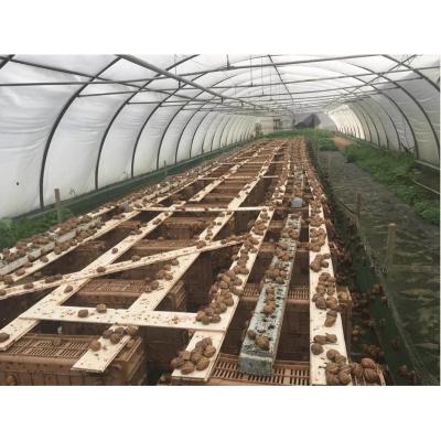 China Stable structure easily assembled weather-resistant agricultural tunnel plastic film greenhouse for snail farming for sale